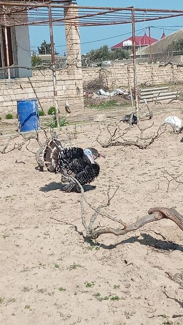 Gəmiricilər: Tecili Kanada hindusqa yumurtasi bugune otuz eded var 9 gunlukdr — 4