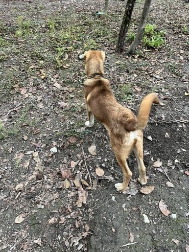 yasil bas ordek: 5 ay, Erkek — 1