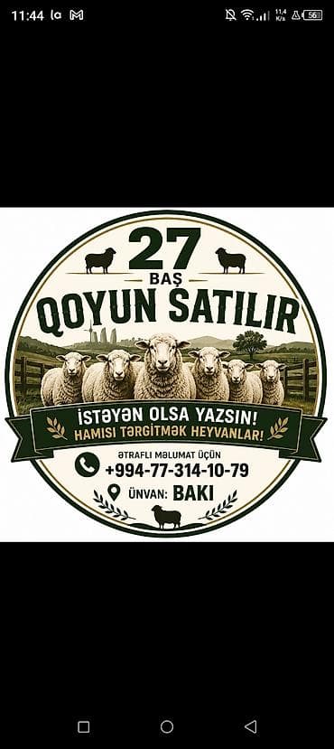 mal qara qusar: Obşi 27 baş heyvan di 22 baş qoyun 2 Erkey toğulu 3 de cepiş ətraflı — 1