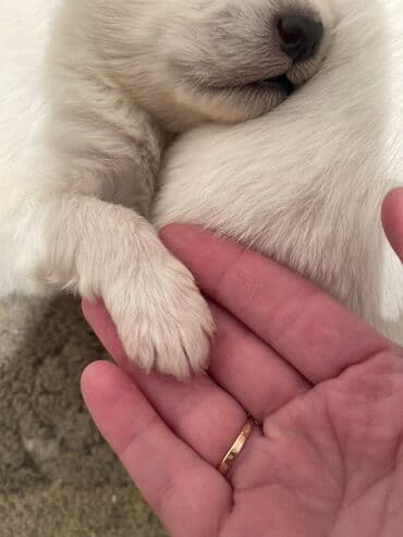 Pişiklər: Samoyed — 6