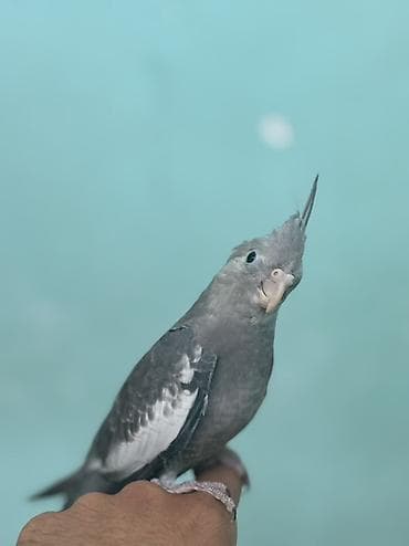 Nimdaşah (Cockatiel) – boz rəngli, başda xas xarakterik toqqa, qara