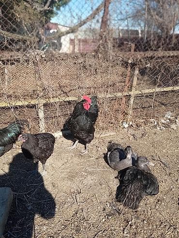 lalafo qoyun satisi: Məhsul: Qara rəngli xoruz Təsvir: Avstrolop temiz qan öz heyetimin — 8