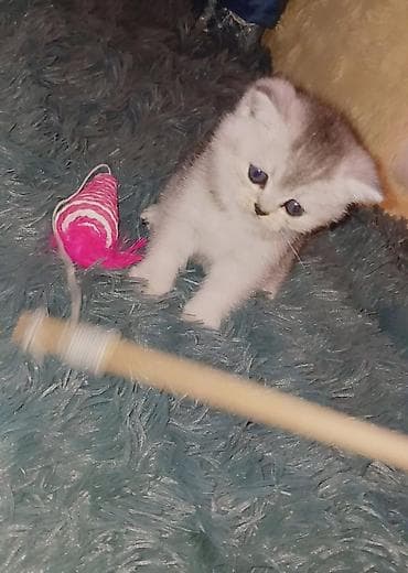 Pişiklər: Britan, Erkək, Dişi, Yaxşı əllərə, Ödənişli çatdırılma, Pulsuz çatdırılma, Rayonlara çatdırılma — 4