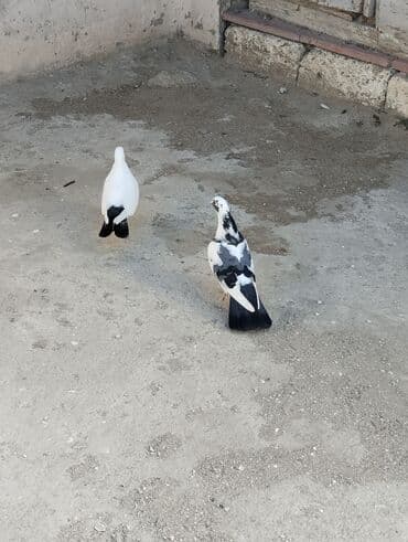 hazır hicablar: Salam Gördüyünüz heyvanlar satılır Hazır Cüt heyvanlardi Göy cep — 2