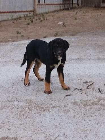 4 ay, Erkek, Peyvəndli, Ünvandan götürmə