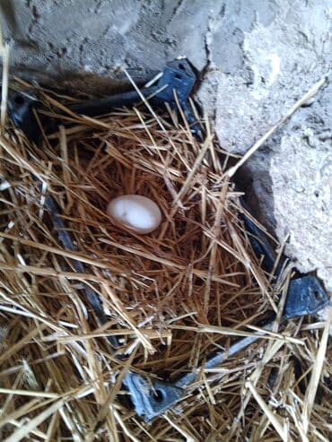 ordek balasi ne yeyir: Ağ ördəklər – 2 ədəd cütlük - Rəng: tam ağ lələklər, narıncı dimdik — 5