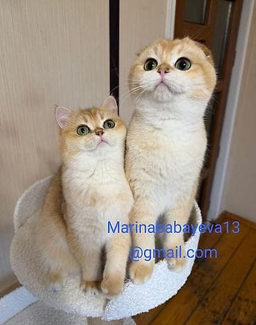 Britan qızılı shaded (golden) rəng qrupundan pişik balaları - Cins — 2