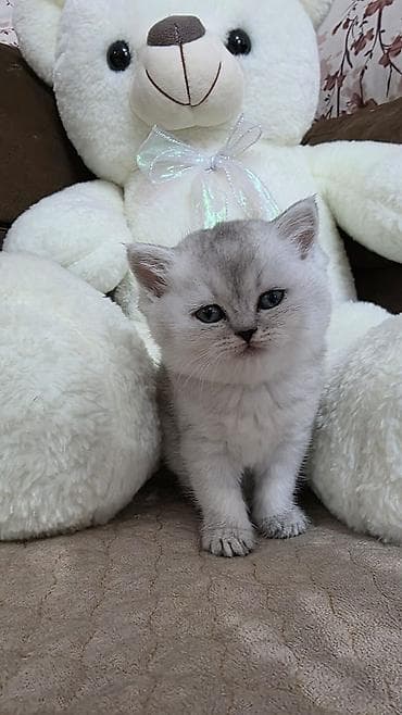 pişik satisi 2020: Britan, Erkək, Yaxşı əllərə — 2