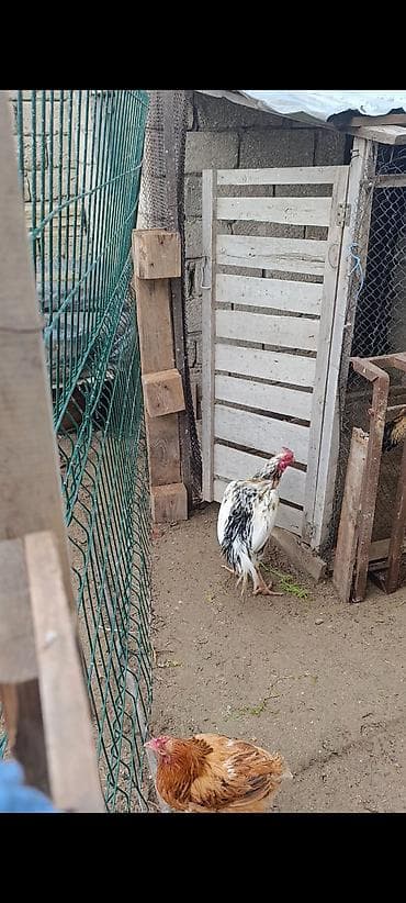 hind xoruzu: Salam tam saglam 1 yas yarimliq heyrati xoruz satılır — 2