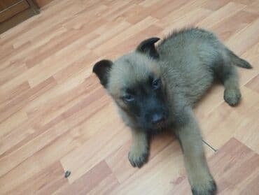 şirin itler: Belçika çoban iti — 5