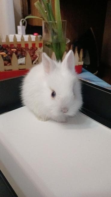 Mini dekorativ dovşan balaları - Növ: dekorativ/mini pet dovşan - — 2