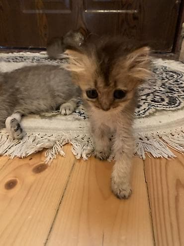 pitbull bala: Şotland yastı qulaq, Ödənişli çatdırılma — 3