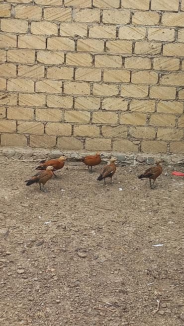 Ruddy shelduck (Tadorna ferruginea) – dekorativ su quşları - Rəng — 1