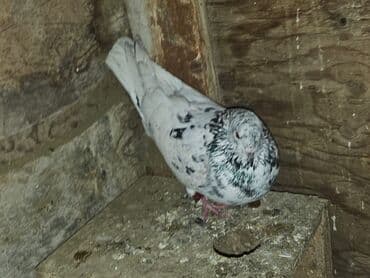 Bülbüllər: Müxtəlif rənglərdə iki göyərçin təklif olunur. Biri gənc, qəhvəyi, boz — 2