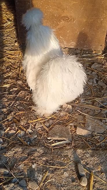 yumurtayan toyuq: Toyuq, Damazlıq — 8