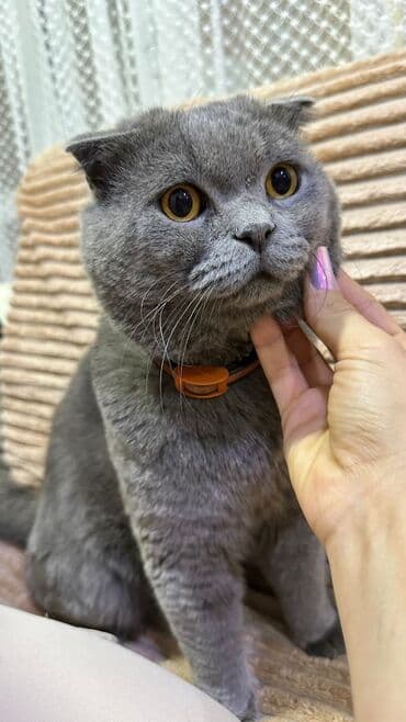 pulsuz itlerin verilmesi: Britan yastı qulaq, Yaxşı əllərə — 1