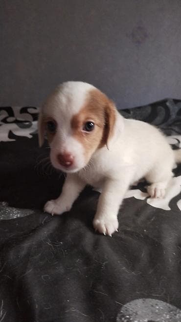 heyvan bazari: Çixuahua, 1 ay — 2