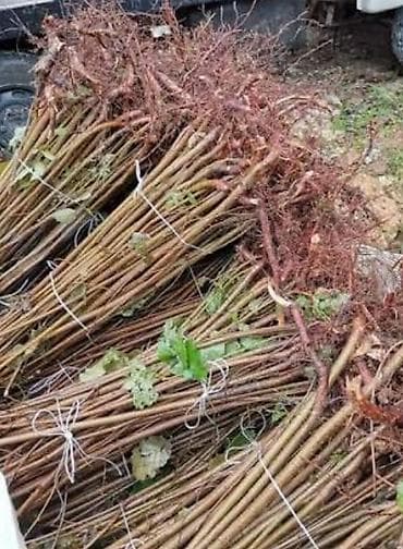 Fındıq tingləri – Xacmaz dədə baba fındığı yağlılıq 63% - Növ