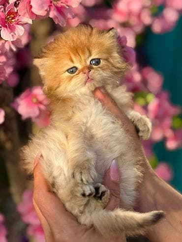 Собаки: Золотая шиншилла, Самец, Самка, В добрые руки, Самовывоз, Бесплатная доставка, Платная доставка — 10