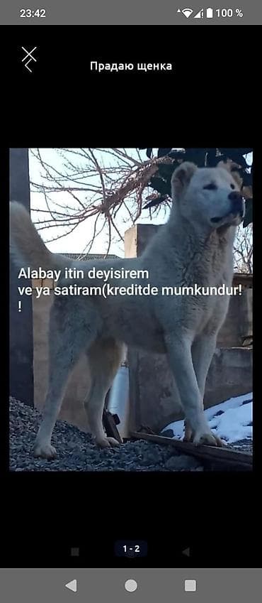 afrika siri dermani haqqinda: Alabay, 2 il, Dişi, Peyvəndli, Ünvandan götürmə — 1