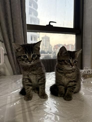 scottish fold satilir: Şotland, Yaxşı əllərə — 3