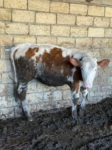 ördək balası və cücə: Saga cevirib bir bir ferqli simental balalarina baxa bilersiz — 2