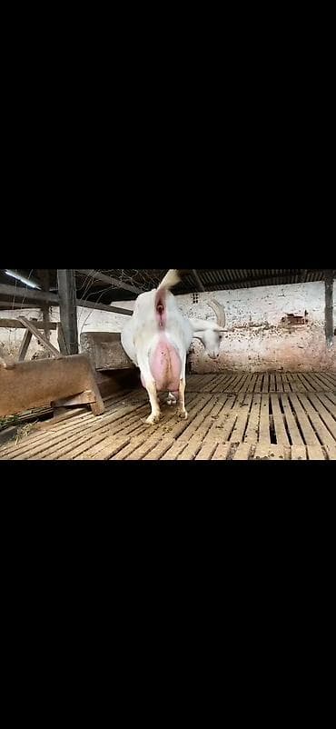 südlü keçilər: Süd keçisi – ağ rəngli, uzun buynuzlu - Yüksək süd verimi üçün — 8