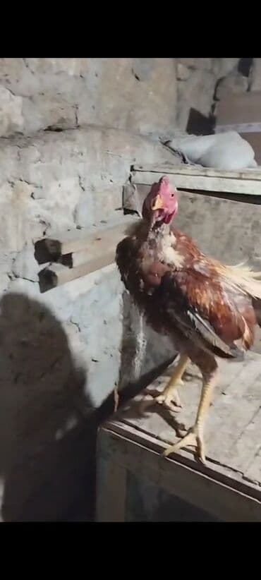 ingilis setteri it cinsi digər adı: Salam aşağı yeridə var — 2