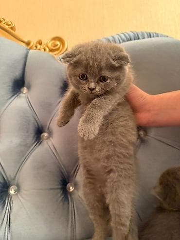 Heyvanlar üçün mallar: Britan — 7