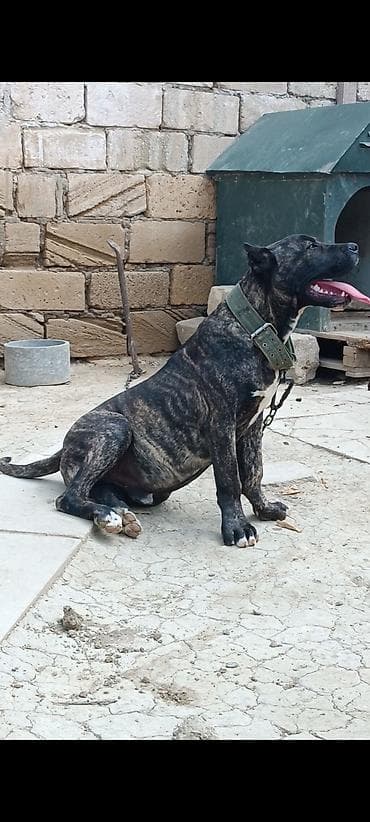 Brindle rəngli, güclü və enerjili erkək it. Qısa, sıx tüklü, əzələli