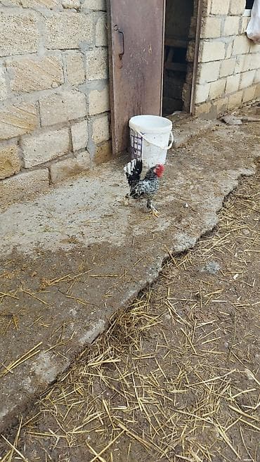 balaca cins itler: Salam yaponka xoruzu satılır akdiv xoruzdu temiz çildi sağlamlığına — 2