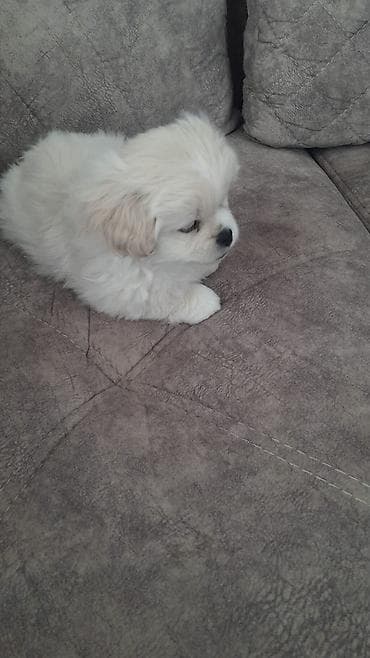 damazliq qoyun satisi: Pekines, 4 ay, Erkek, Peyvəndli, Ödənişli çatdırılma — 2