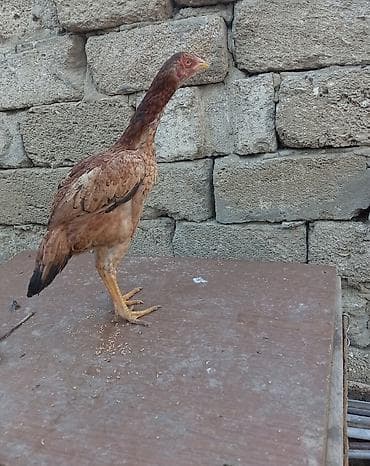 heyratı samo: Salam aleykum Allah hamının malına bərəkət versin gördüyünüz bu beçə 9 — 8