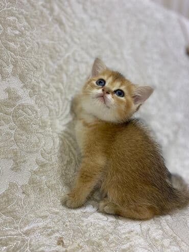 şotlan pişik: Şotland yastı qulaq, Erkək, Dişi, Yaxşı əllərə, Ünvandan götürmə, Pulsuz çatdırılma, Ödənişli çatdırılma — 215