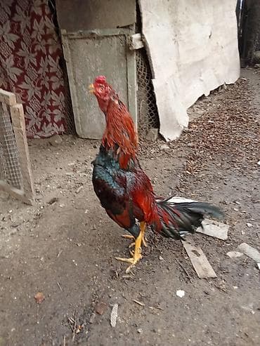 Digər heyvanlar: Döyş vidosu var 2 qələə Təsvir: - Uzunboyun, çevik bədən quruluşlu — 5