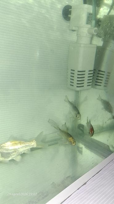 qızıl balıq akvarium: Qızıl balıq, Sülhsevər — 5