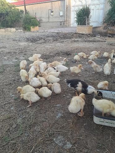 ordek satisi: 20 günlüy kuban ördeyleri satılır 4 manata ünvan yeni güneşli — 4