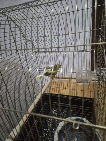 elf bar en ucuz: Kanarya Hazir cütdü 70 azn — 2