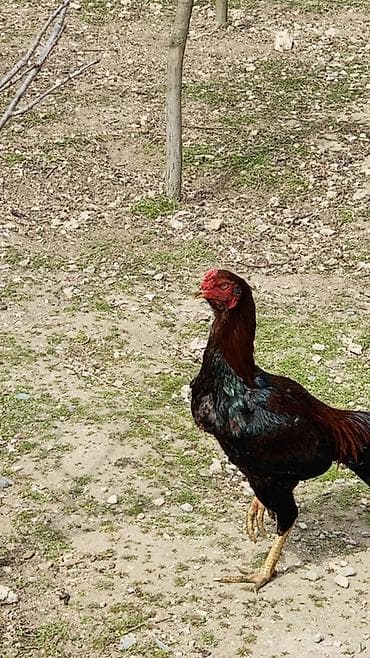 zil qara afcarka: 11 aylıqdır. Barter yalnız yumurtayan adi fere ilə — 2