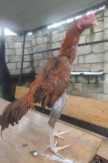 аксессуары и одежда для собак: Mayın 24 çixib indi indi üz alır Ana atası meydan heyvanıdır temiz — 2