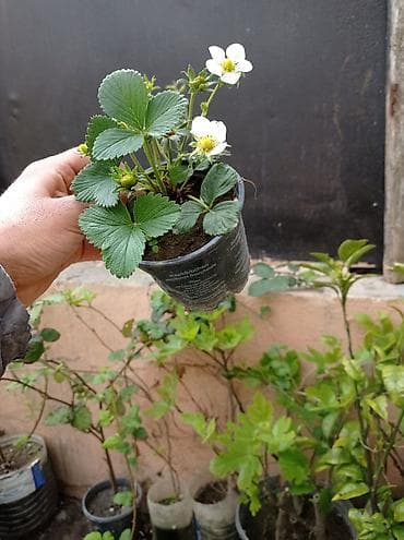 Murano A+sortu çiyələk stilləri satılır .ilboyu çiyələk dərməy olur lalafo.az -da Murano A+sortu çiyələk stilləri satılır .ilboyu çiyələk dərməy olur