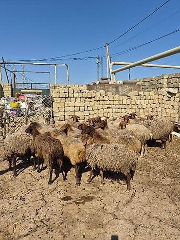 it bala: Satlıq qoyun sürüsü. Şəkillərdə bir neçə başdan ibarət sürü görünür — 7