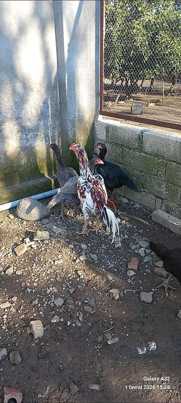 hinduşka balası satışı: 3 heyratı toyuq kurt yatıb.Martın 17 si çıxış olacaq inşallah.Super — 3