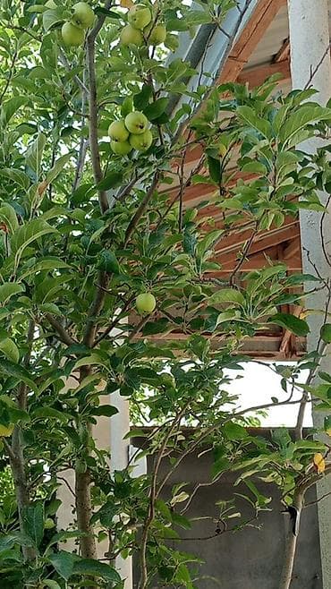 Продажа домов: Пос. Гала 3 комнаты, 90 м², Нет кредита, Свежий ремонт — 5