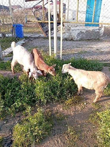 balaca quzular: Cücələr – yerli keçi balaları - Növ: yerli/qarışıq cins keçi balaları — 7