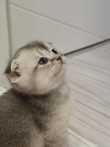 pişik sahiblendirmek: Skottish Fold balaları - Cins: Scottish Fold (qatlanmış qulaqlı) - — 8