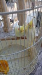 Информатика: Korellalar satılır. 3 dənədi 1 - i əl quşudu. Qəfəs qarışıqda — 10