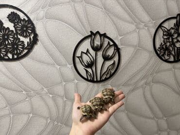 tulku tələsi: Mini quru balaca tısbağalar - Sakit, səs‑küyə dözümlü və asan qulluq — 5