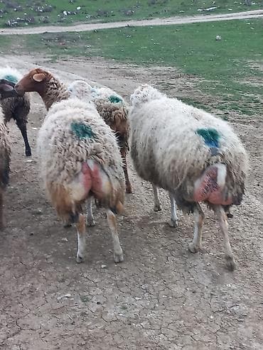 qoyun sortlari: Salam qoyunlar satılır 8dənə heyvandı cavan heyvanlardı tam sağlam — 9