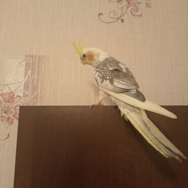 bildirçin quşu: Nimfa (cockatiel) papağanı – miski rəngli - Rəng: boz-ağ mərmər — 2